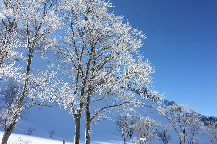 樹氷